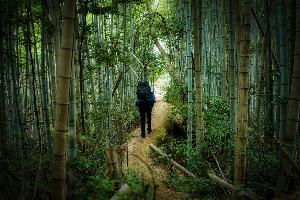 京都の竹林巡り