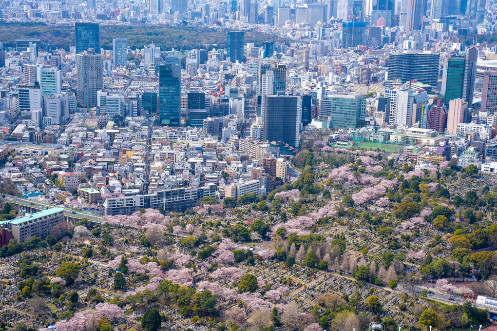 都心  × Sakura