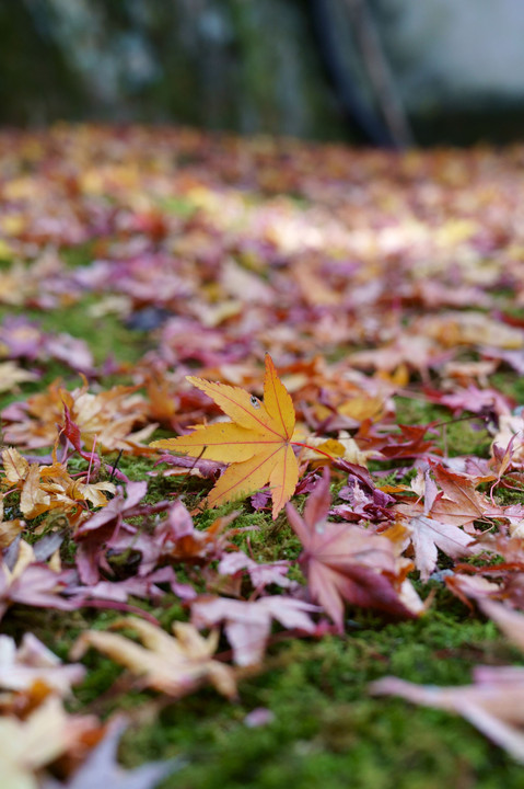 大窪寺の紅葉