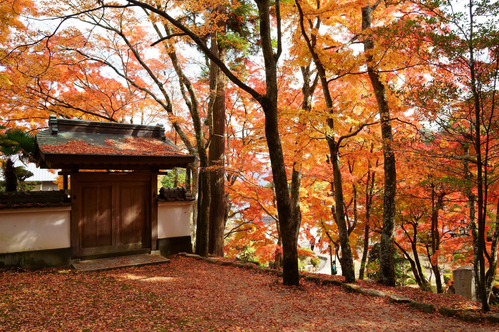 大窪寺の紅葉