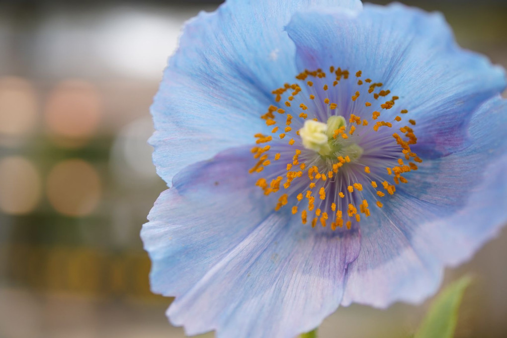 青い魅惑〜ケシの花 メコノプシス