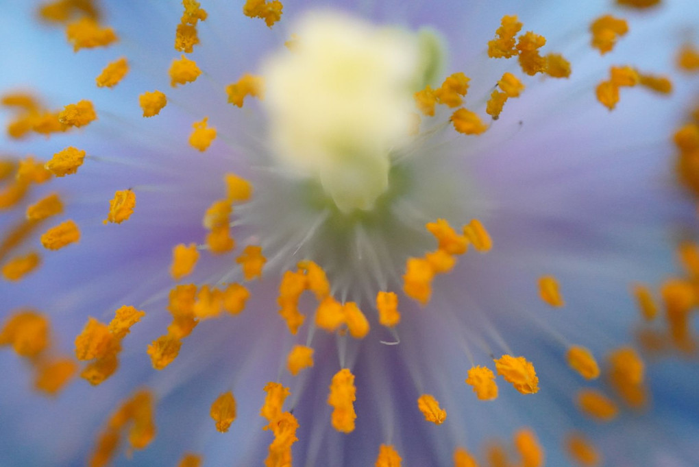青い魅惑〜ケシの花 メコノプシス