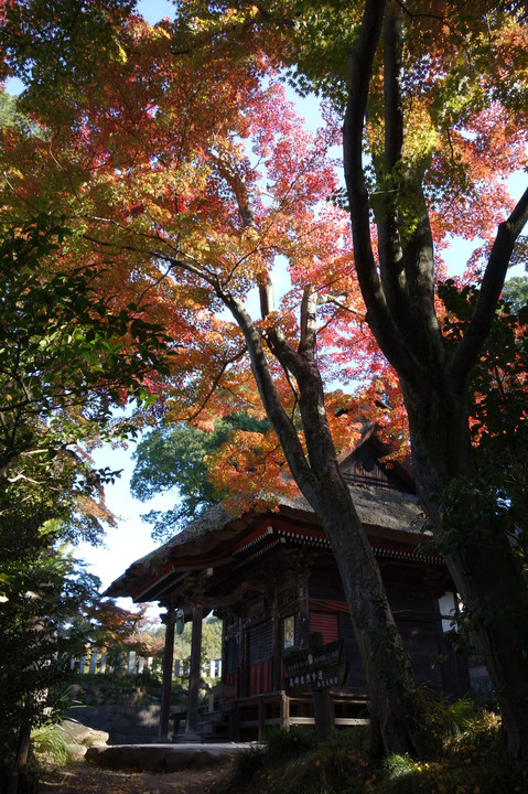 達磨寺の秋