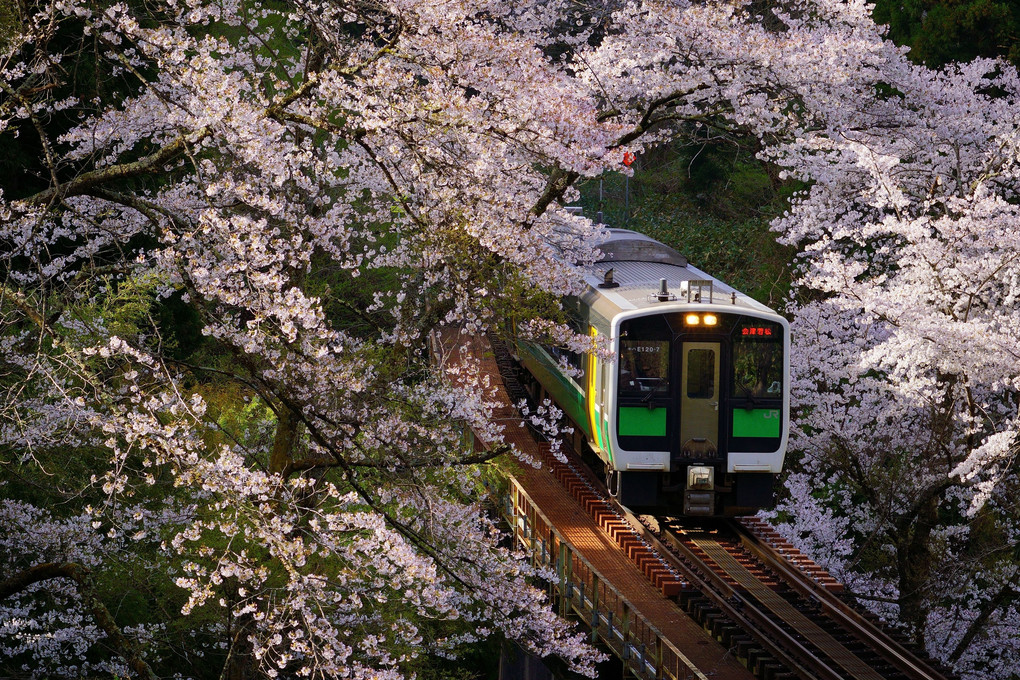 桜咲く只見線