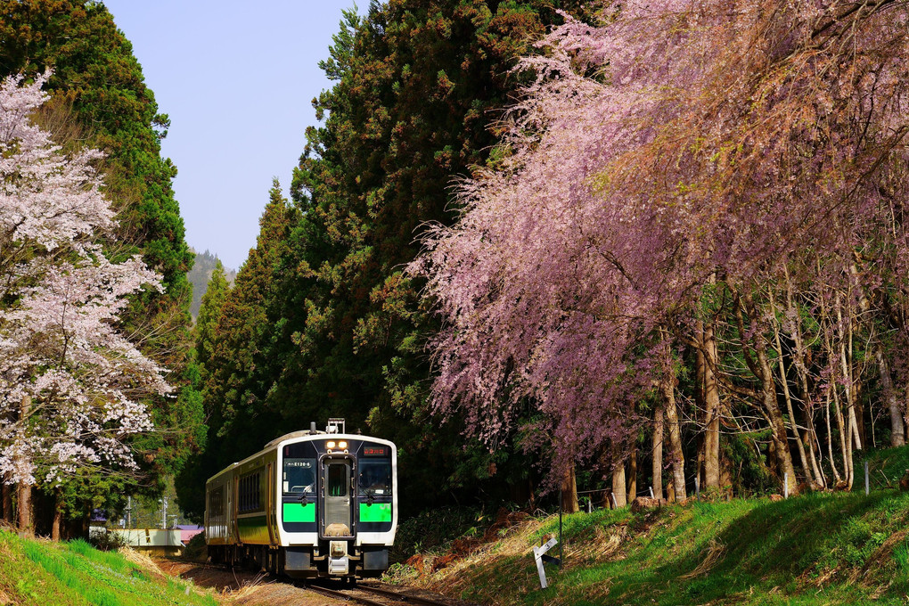 桜咲く只見線