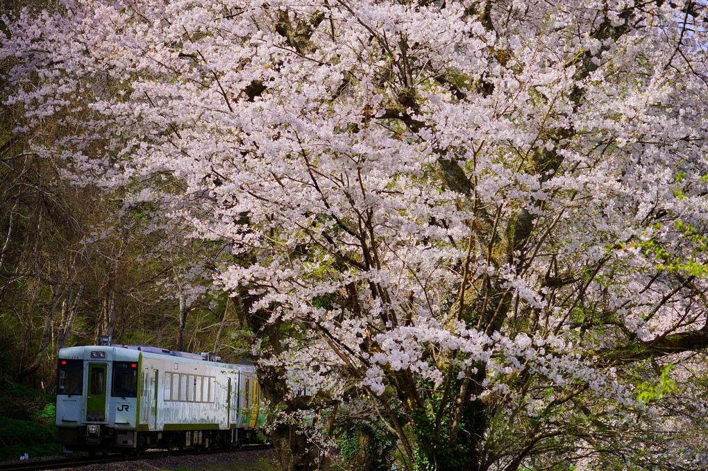 桜咲く只見線