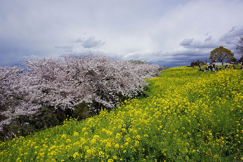 吾妻山公園山頂の菜の花と桜