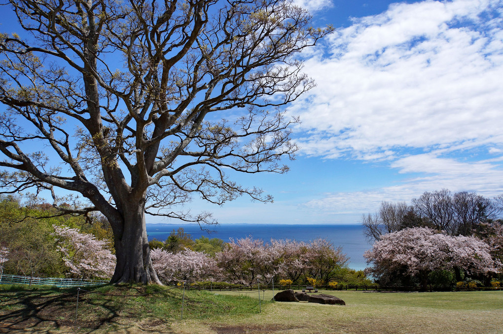 神奈川県二宮町　吾妻山公園の春