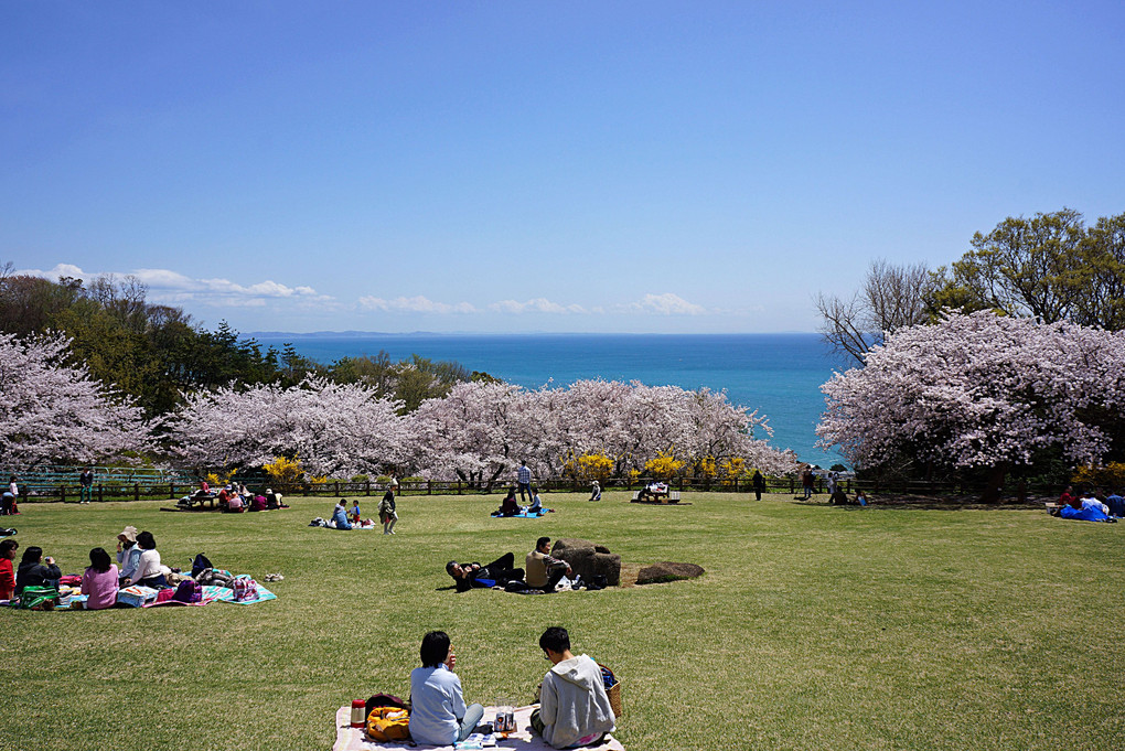 神奈川県二宮町　吾妻山公園の春