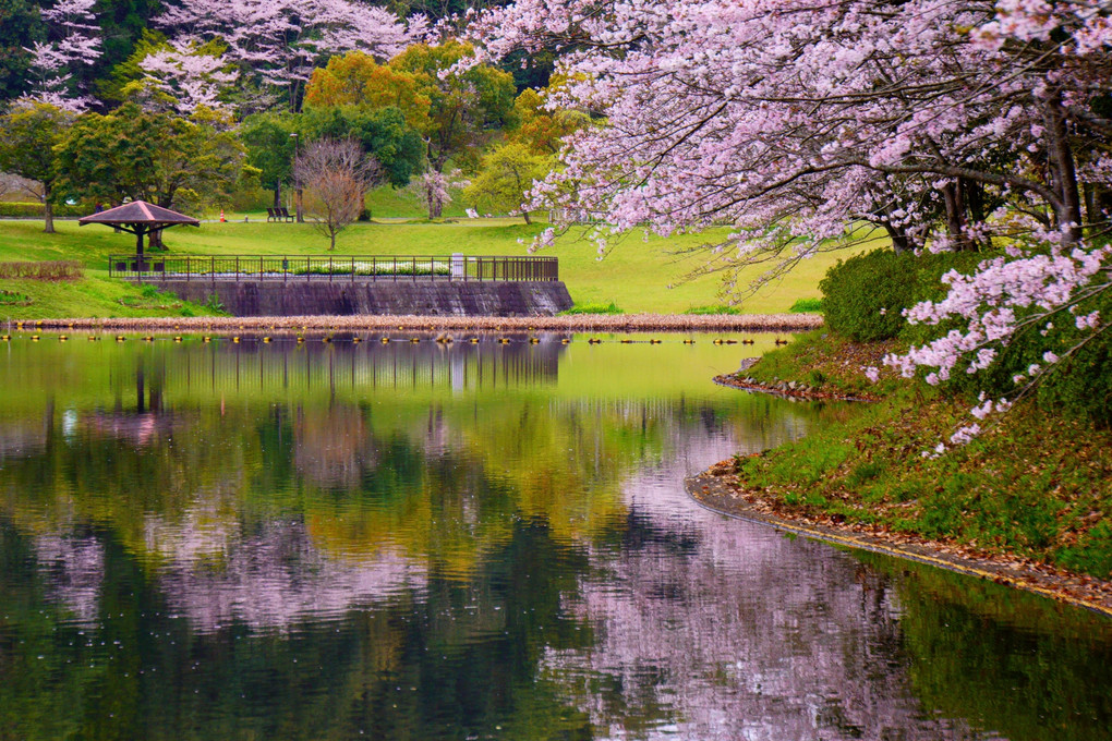早朝の公園、桜をひとりじめ