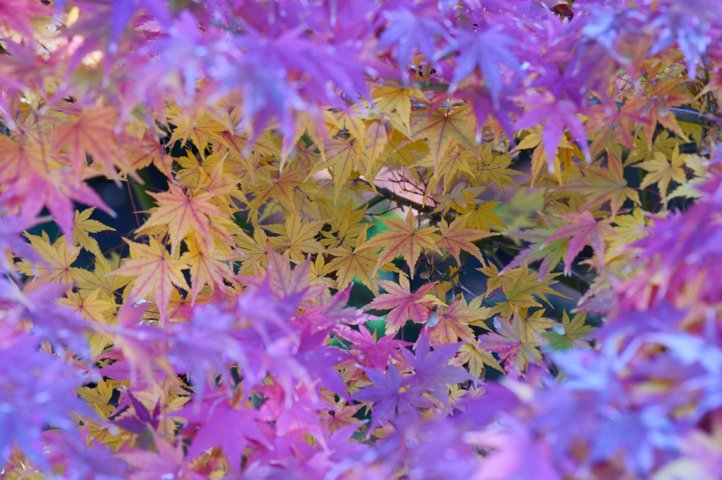 紫色の秋