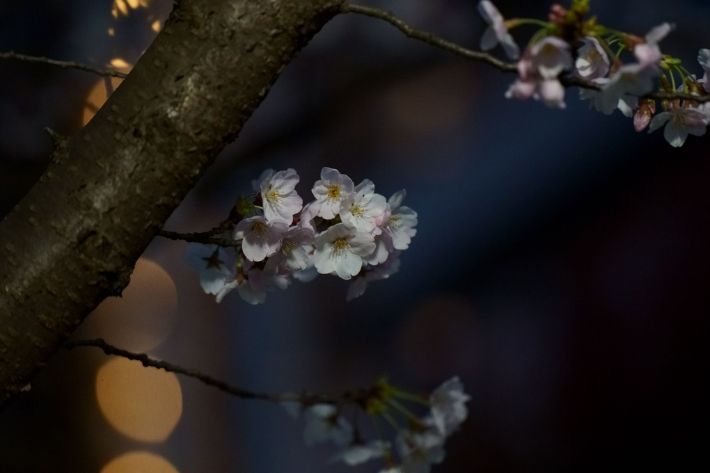 街の夜桜