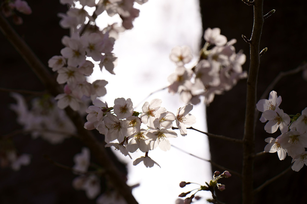 春の光を浴びるソメイヨシノ