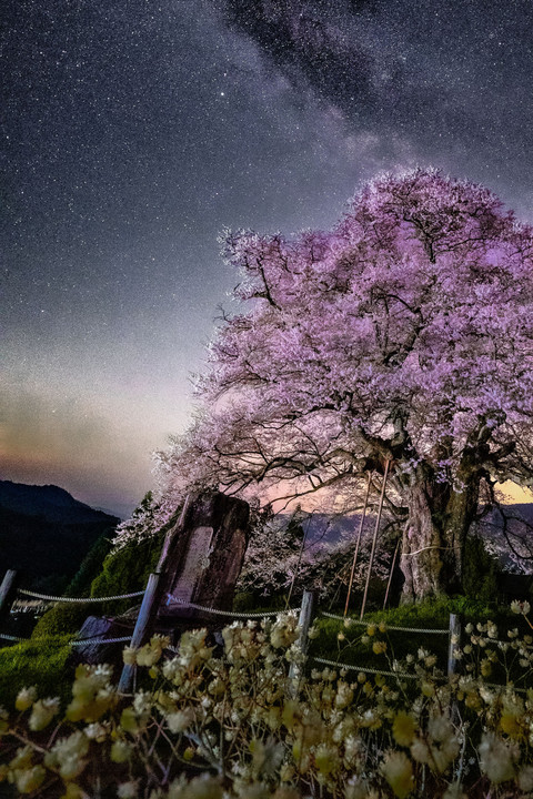 醍醐桜とミツマタと・・・