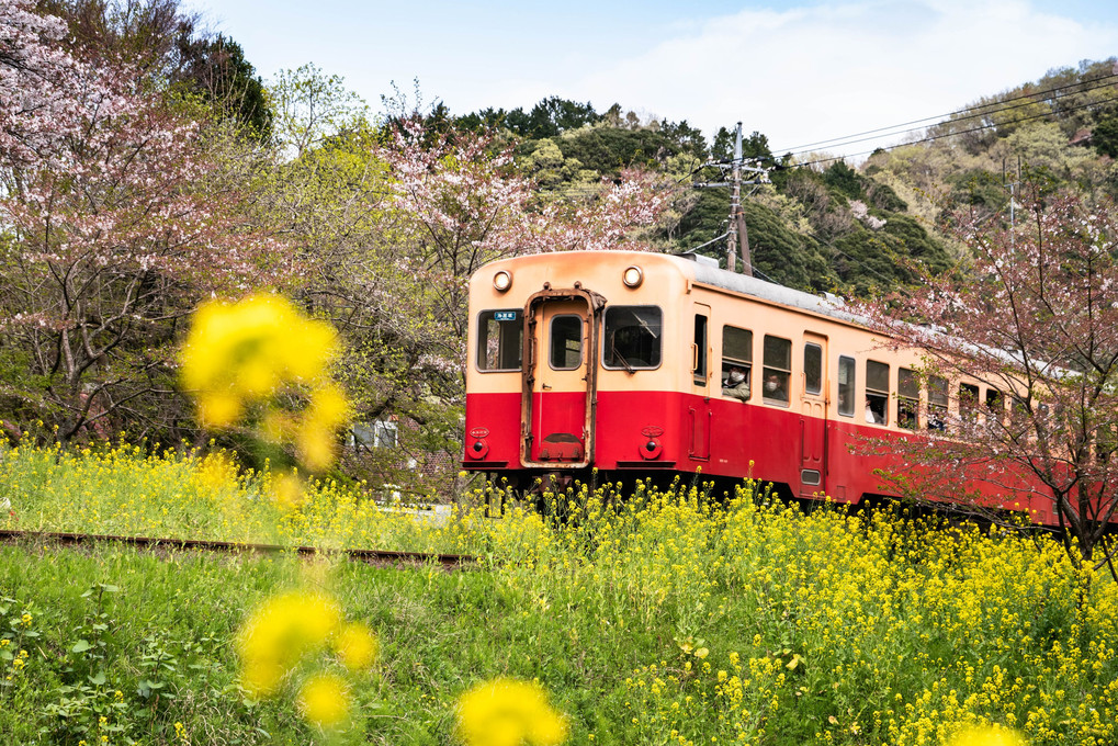 里山鉄道の春