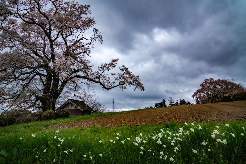 七草木の天神桜ー雨にも負けずー