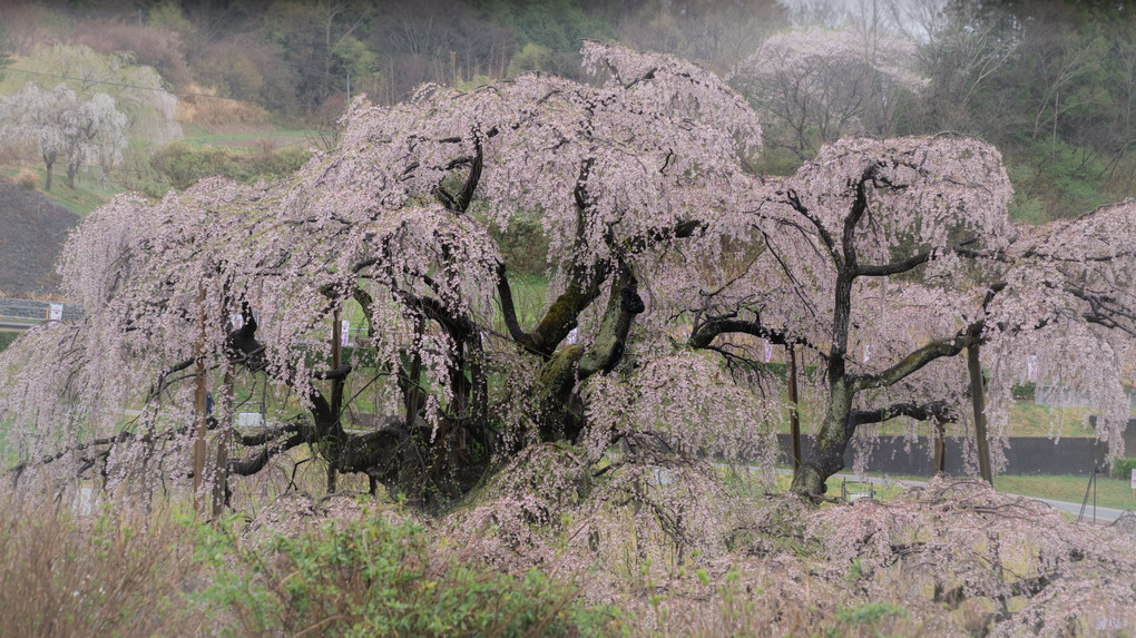 春の訪れ　滝桜