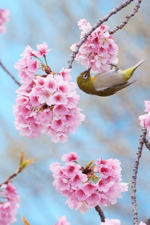 春が来た