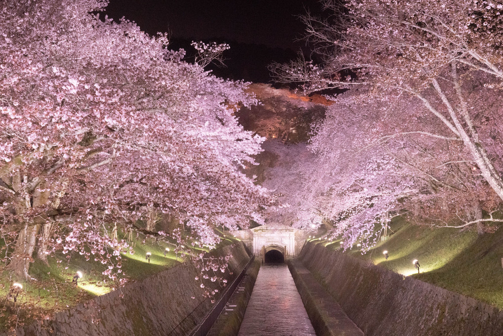 ２０２１年　琵琶湖疏水の桜