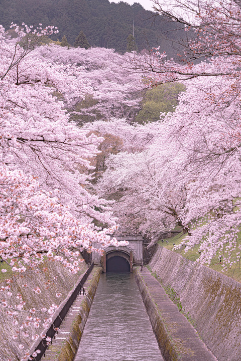 ２０２１年　琵琶湖疏水の桜
