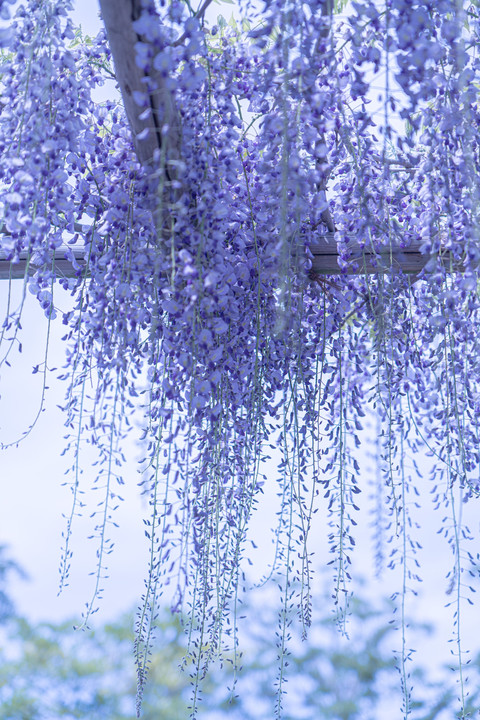 万博記念公園の藤の花