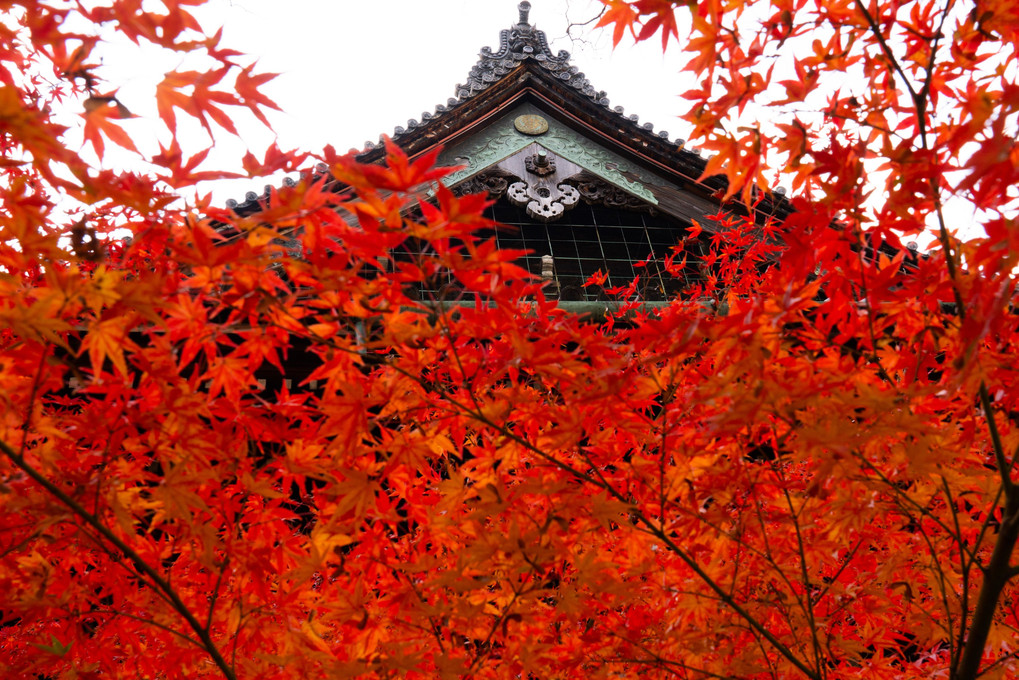 京都の紅葉（真如堂・くろたに）