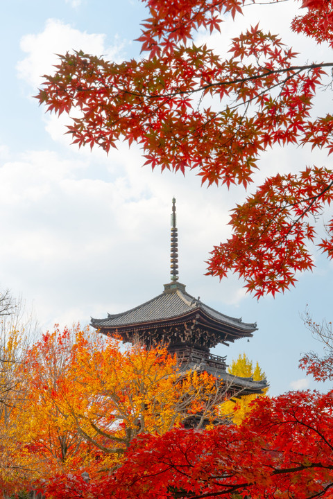 京都の紅葉（真如堂・くろたに）