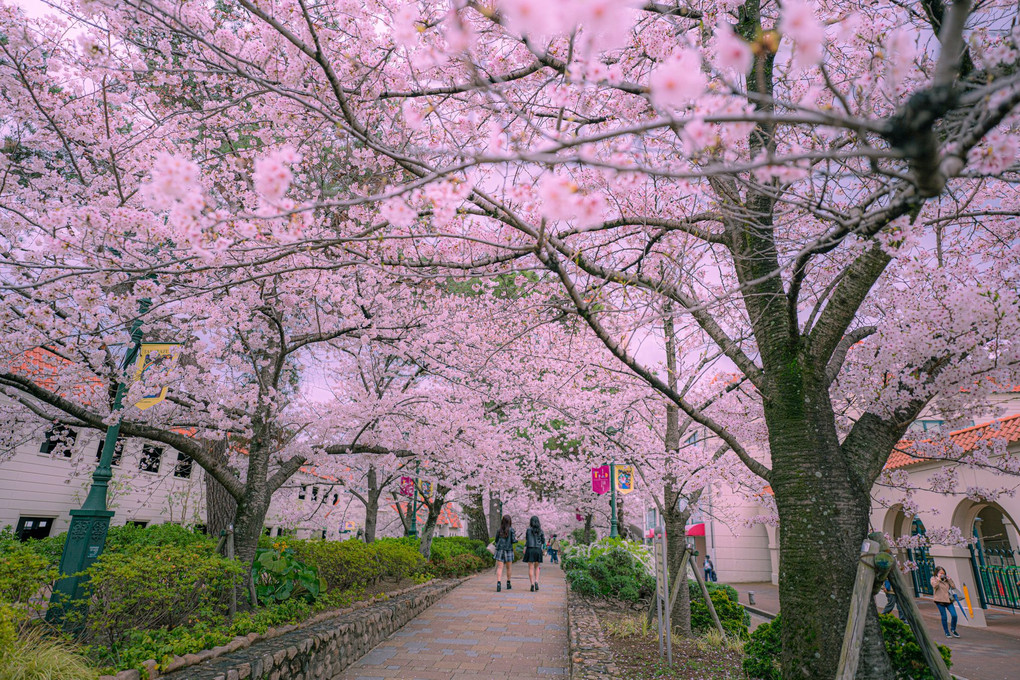 宝塚　花の道の桜