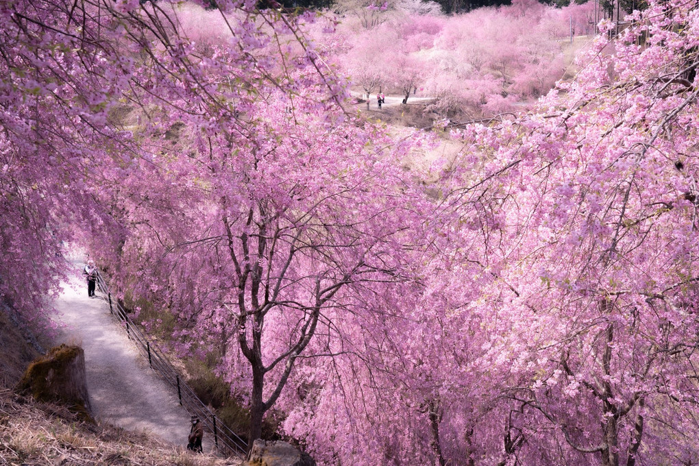 満開の枝垂れ桜を巡る道（高見の郷）