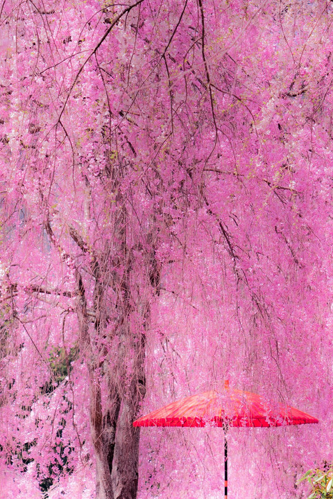 枝垂れ桜に赤い傘（高見の郷）