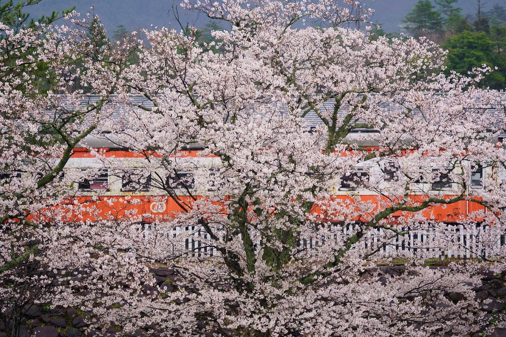桜とレトロ車両