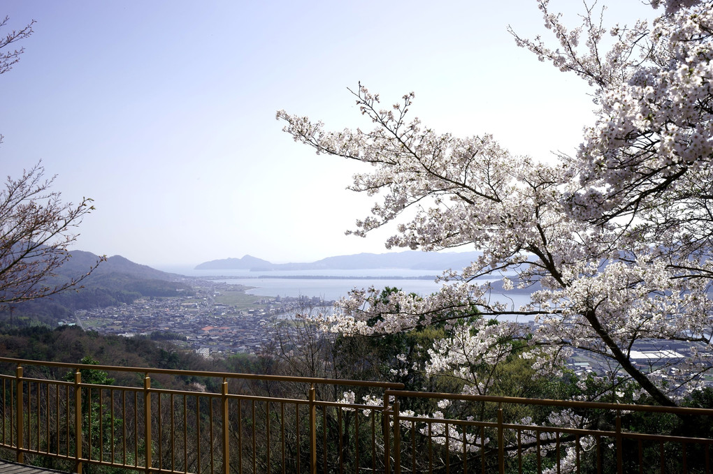 桜と天橋立の松並木