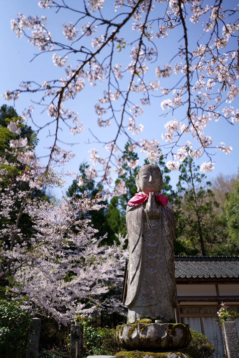 合掌　～桜舞い散る中で ～