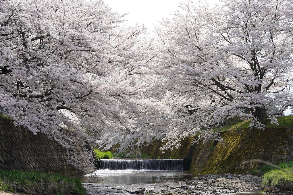 堰のある桜風景