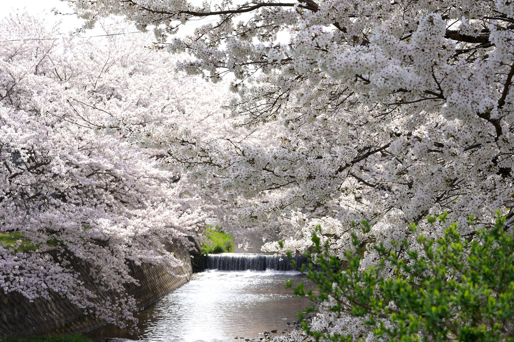 堰のある桜風景
