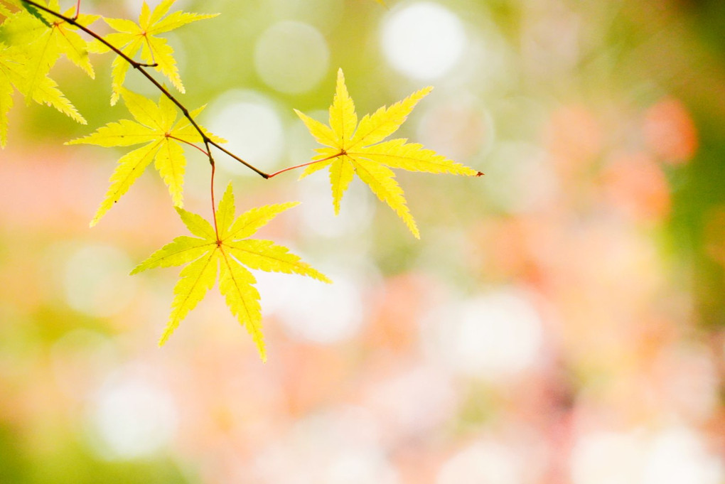 ▧秋を庭園で楽しむ-白金の森編- ソニーストアイベント▧
