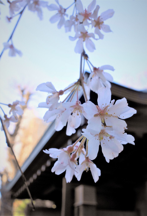 浦和の桜