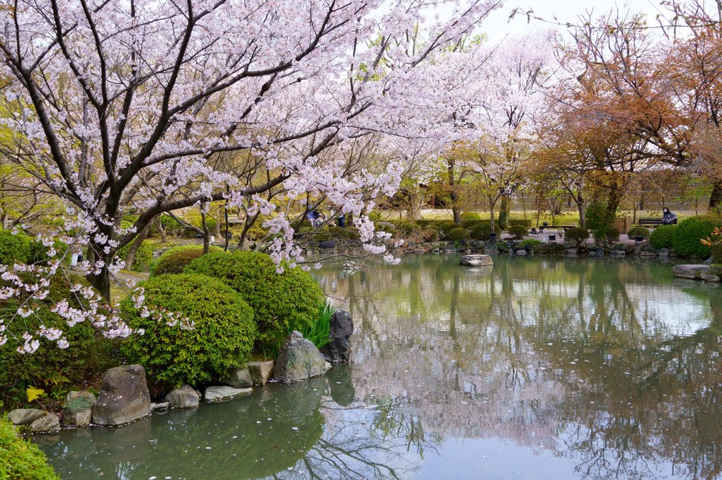 池に佇む桜