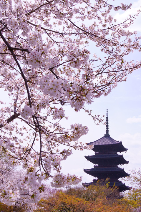 東寺 五重の塔と桜