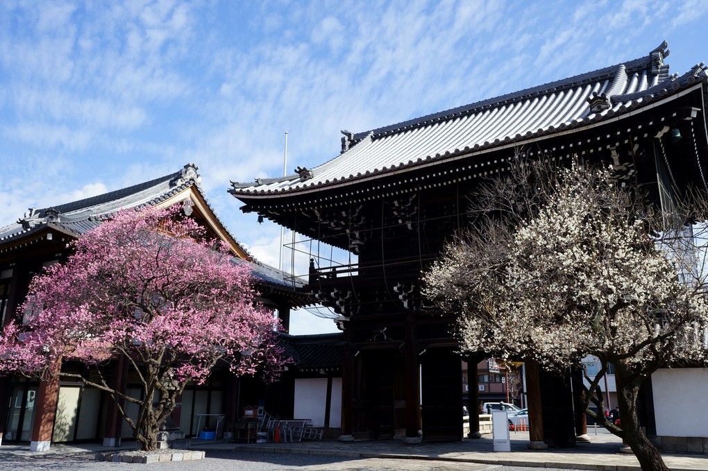 梅香る興正寺三門