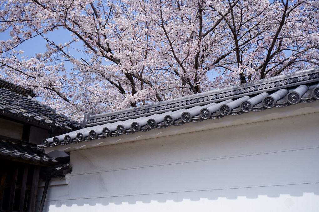 白壁と桜