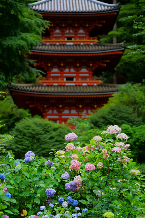 岩船寺の紫陽花