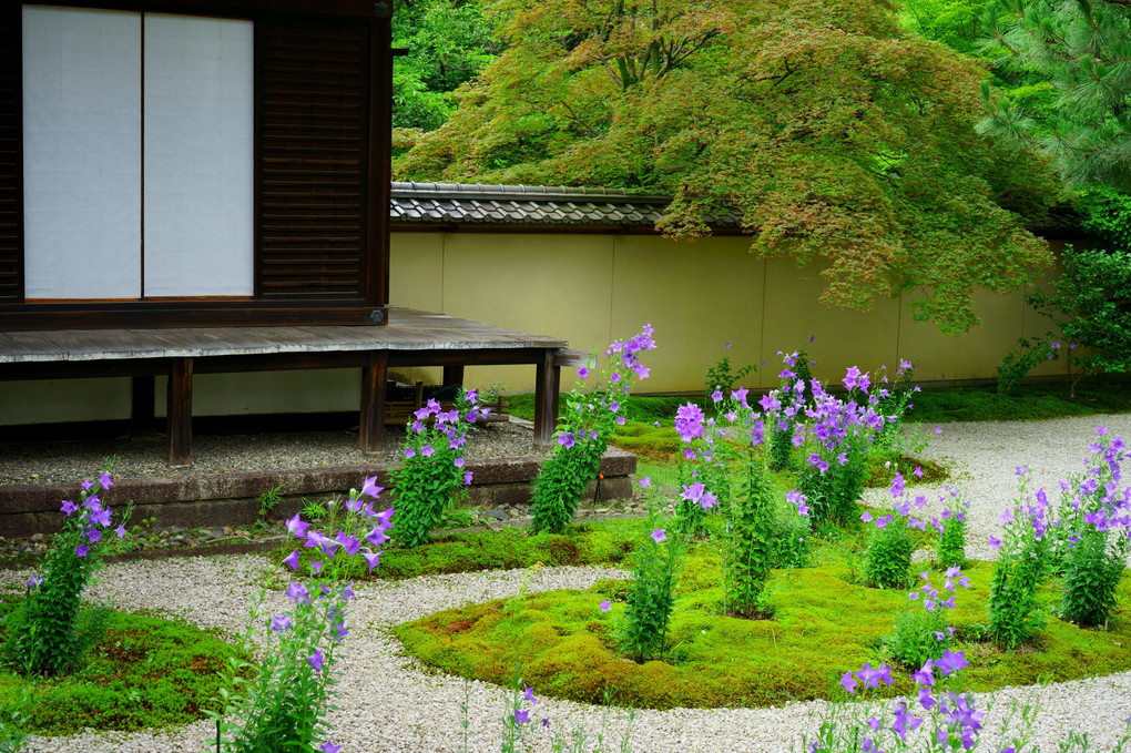 源氏庭に咲く桔梗　-廬山寺-