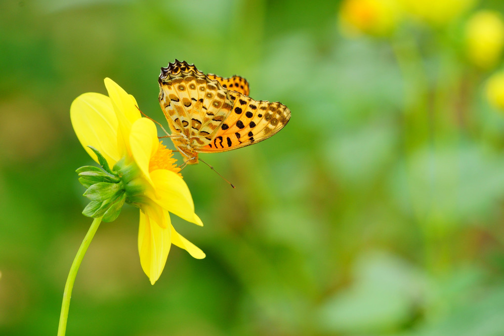 豹紋蝶の吸蜜