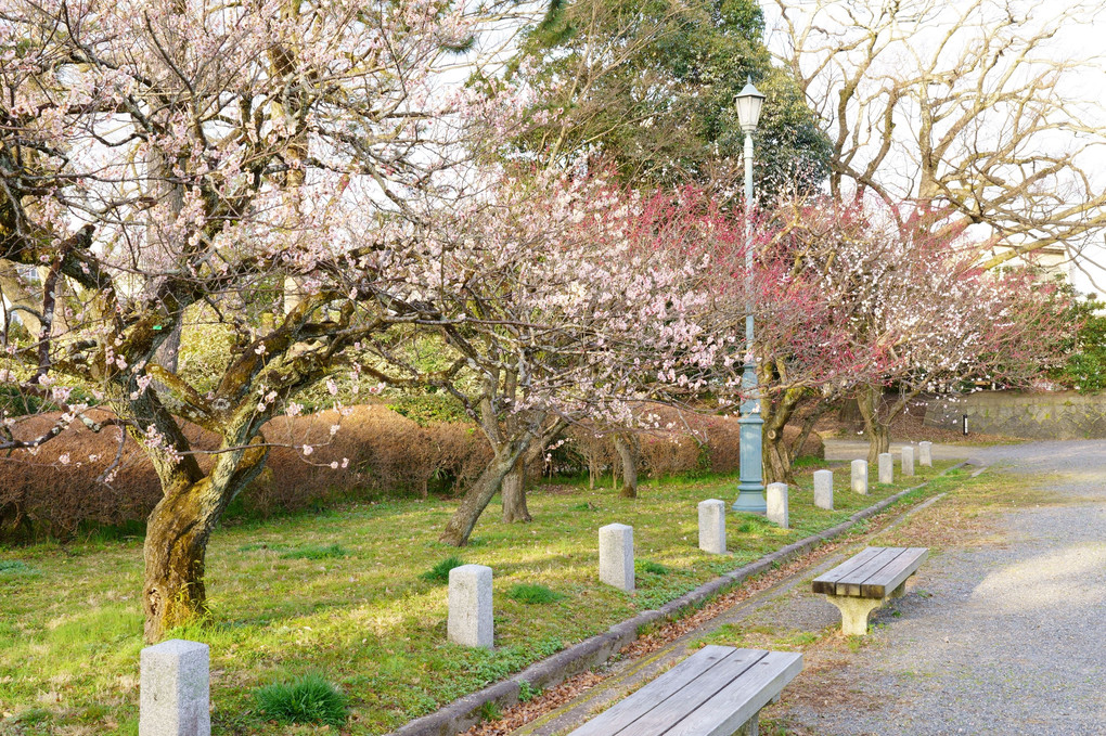 京都御苑 -春の調べ-