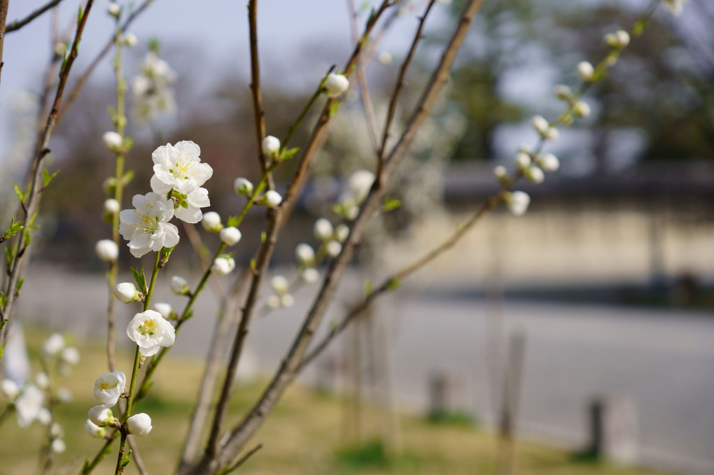 京都御苑 -春の調べ-