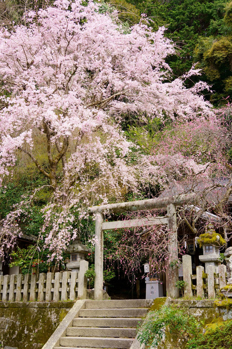 京都鹿ケ谷　大豊神社の枝垂れ桜