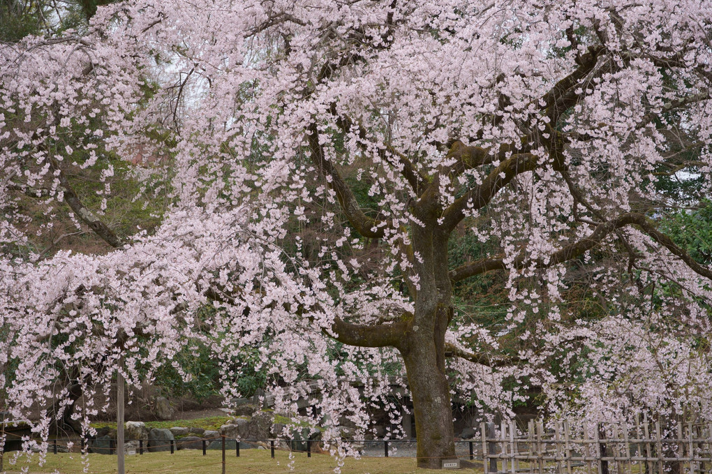 京都御苑　近衛邸跡の糸桜