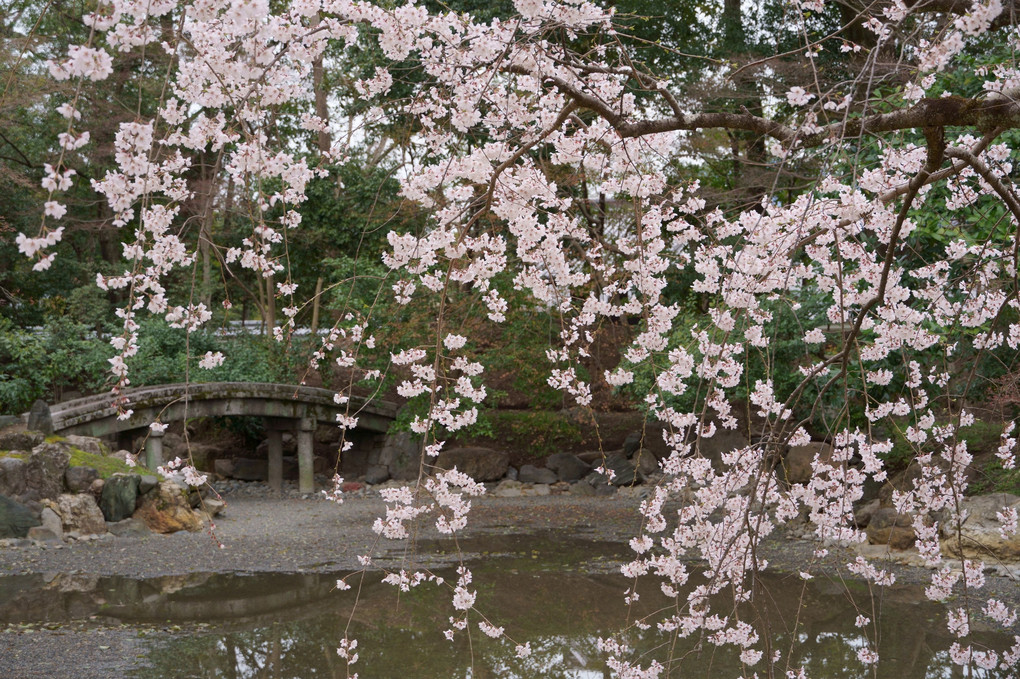 京都御苑　近衛邸跡の糸桜