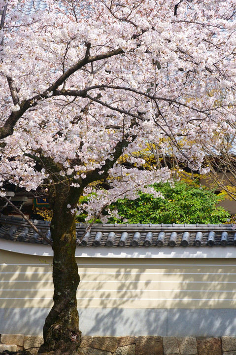 桜満る妙顕寺